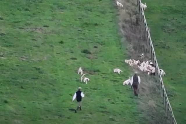 The Stowe Beagles’ hounds chased a European brown hare across the open field. Photo: Northamptonshire Police.