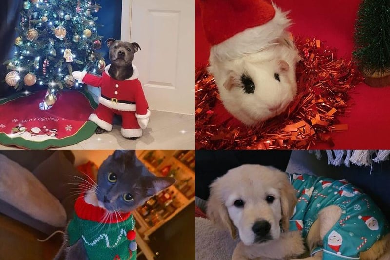 Loads of pets in Northampton have dressed up in the run up to Christmas...