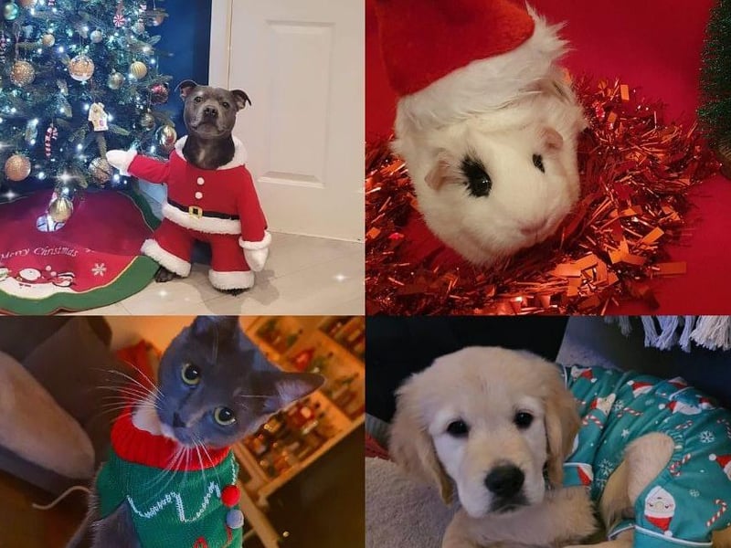 Loads of pets in Northampton have dressed up in the run up to Christmas...