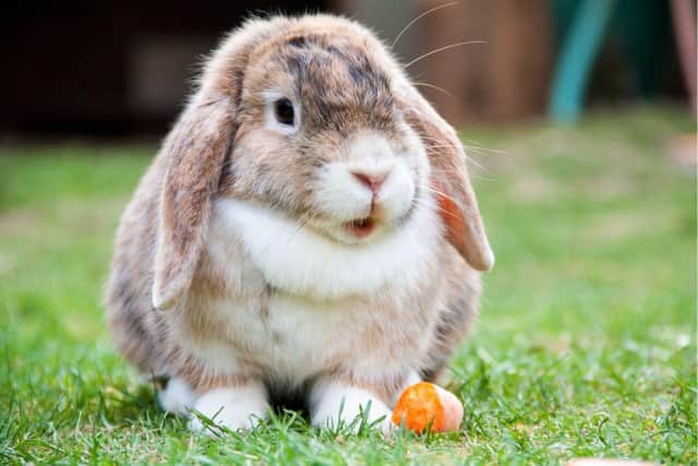 A rabbit during Rabbit Awareness Week