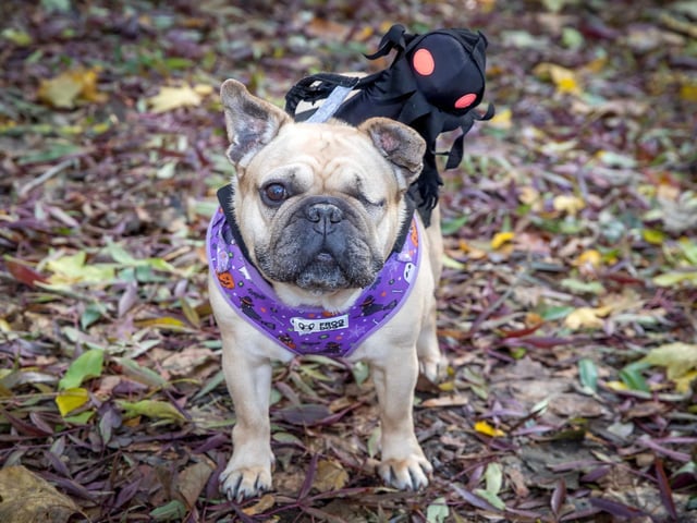 French Bulldog Meet & Walk Northamptonshire Halloween special