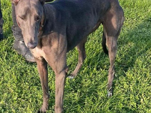 Lenny is a handsome and gentle 3-year-old blue ex-racing Greyhound. He gets along well with other dogs but isn’t suited to homes with small pets.