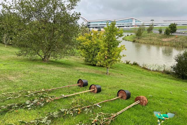 Trees for Silverstone