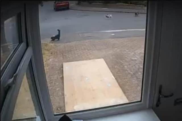 CCTV footage shows the fatal attack of nine-month-old kitten, Luna