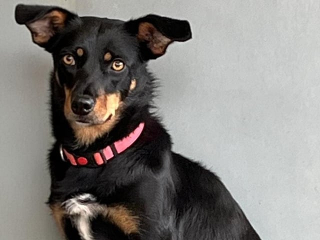 Rula is 20 months old. Very timid girl who will need patience and time to bring her out of her shell. Likes other dogs so a home with a confident doggy companion would be ideal.