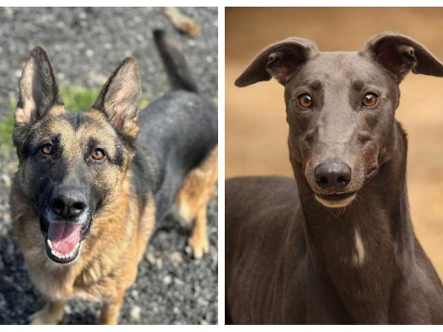 11 rescue dogs looking for a forever home this week