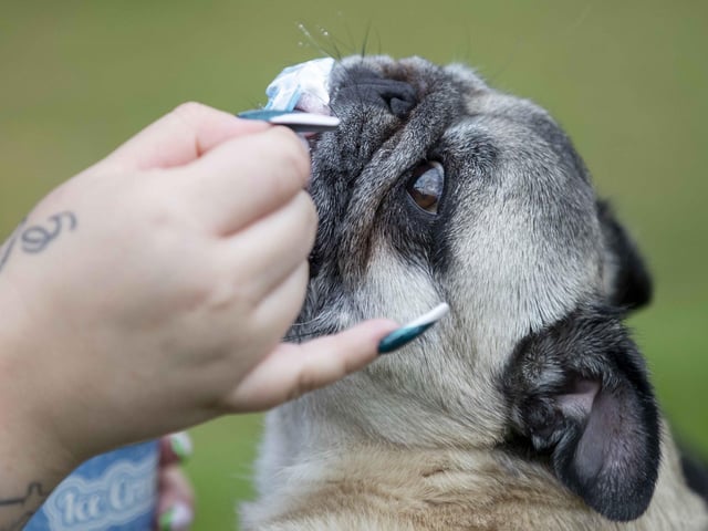 The Teddy’s Dog Care team took inspiration from Coachella festival and planned the pug equivalent, which they hope to offer annually and open up to all dog breeds.