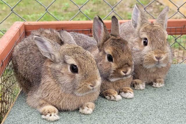 Edwin, Alvin and Albert - Netherland Dwarf rabbits released by a breeder