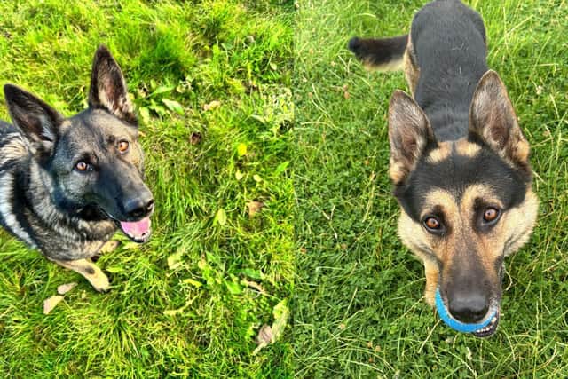 PD Ebby and PD Bryn have been helping to tackle motorcycle crime. Photo: X/Northants Police Dog Section.