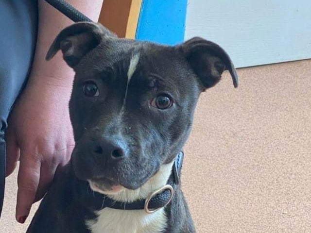 Annie is a sweet natured young Staffie girl, she is fine with other dogs and kennels shared with her friend Rufus!
An active home that is committed to working on training is essential.