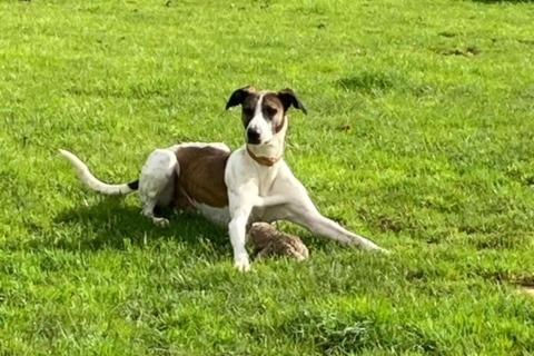 Rhubarb joined us from a council pound. He is a very handsome four-year0old Lurcher lad with a hound look about him. He is a loving fun boy who would be a great addition to an active home wanting to get involved in some training. High prey drive so a home with no cats or small furries