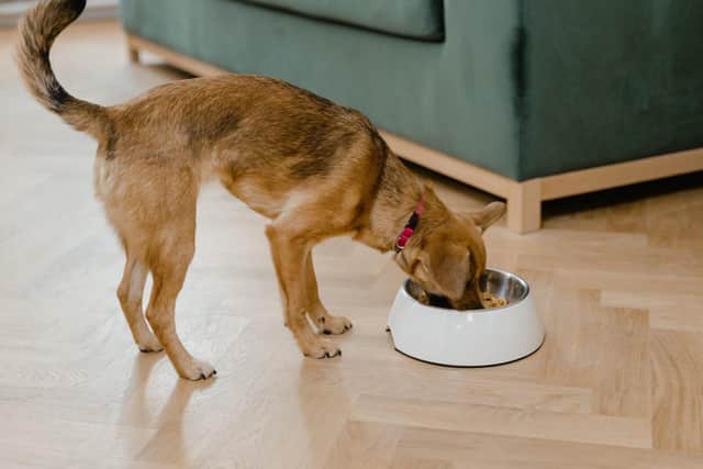 Is your dog a fussy eater? 