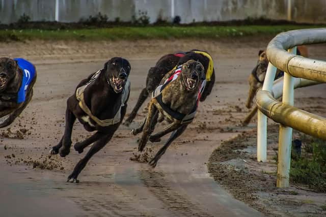 The Towcester greyhound traps failed in a semi-final event