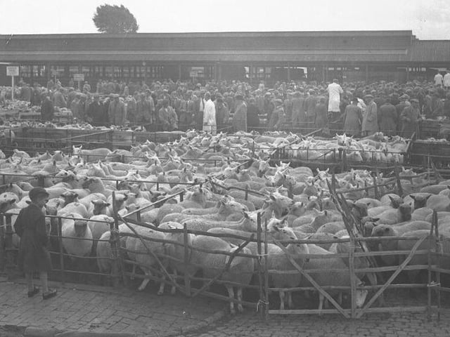 Lots of sheep, possibly ram fair in Northampton, year unknown