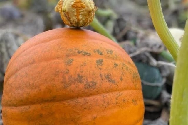 The Kislingbury pick your own pumpkin patch will open this weekend (Saturday October 7 and Sunday October 8).