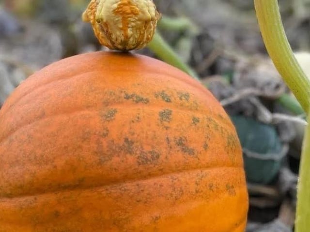 The Kislingbury pick your own pumpkin patch will open this weekend (Saturday October 7 and Sunday October 8).