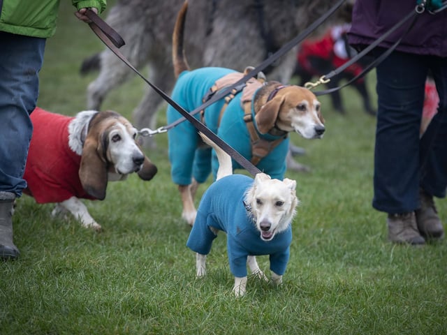 Dozens of dog walkers turned out on Sunday morning (December 21) for the charity's annual fundraiser at Bradlaugh Fields