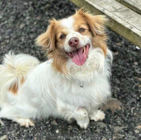 Doogle is an eight year old Lhaso-Apso-cross. He is shy until he gets to know you, but once he overcomes that he is a friendly lad. He is fine with other dogs and kennel shares with Bumble.