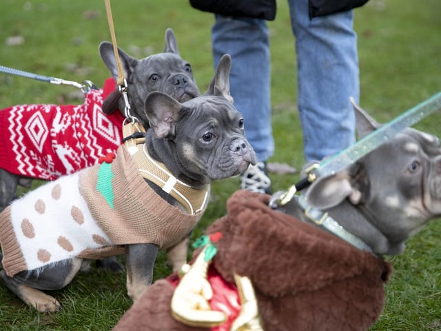 The French Bulldog Meet & Walk group’s Christmas walk at Hunsbury Hill Country Park on Sunday December 4, 2022.