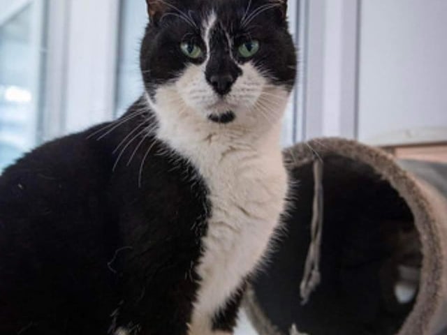 Daphne was abandoned in a box on our drive. 
This pretty 10-year-old affectionate lady is neutered, vaccinated, chipped, parasite treated and leaves us with four weeks free insurance and rescue back up for life. 
Daphne could live with a gently neutered male.