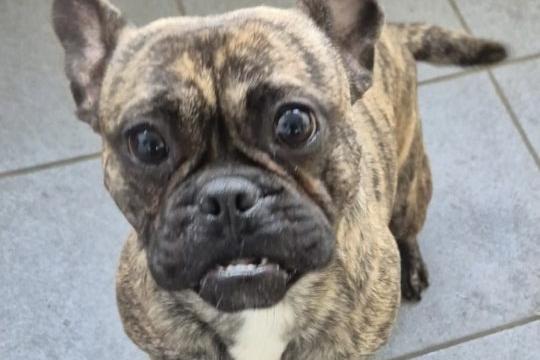 Rico is a handsome little lad, but he lacks manners and doesn't understand any commands, so he would benefit from a breed-experienced family who are prepared to train him from scratch. He needs house-training. He could live with another dog and sensible children over the age of eight, but he must be taught not to snatch food, which he currently does.