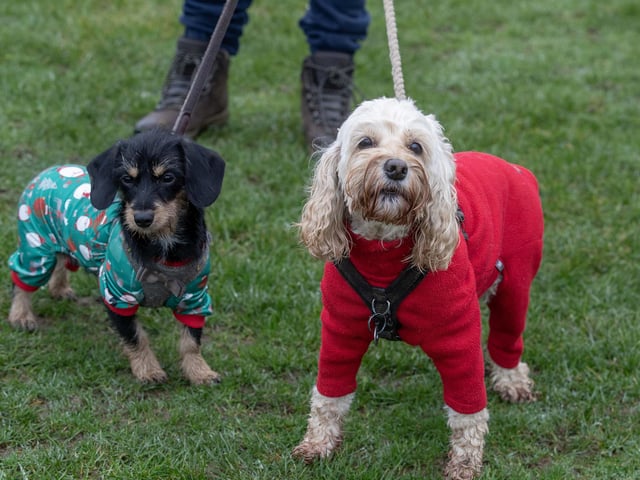 Dozens of dog walkers turned out on Sunday morning (December 21) for the charity's annual fundraiser at Bradlaugh Fields