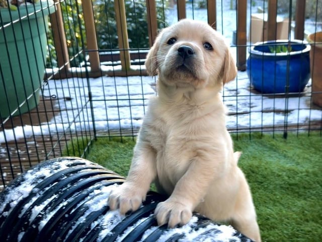 One of the puppies