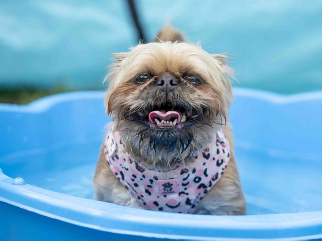 The Teddy’s Dog Care team took inspiration from Coachella festival and planned the pug equivalent, which they hope to offer annually and open up to all dog breeds.