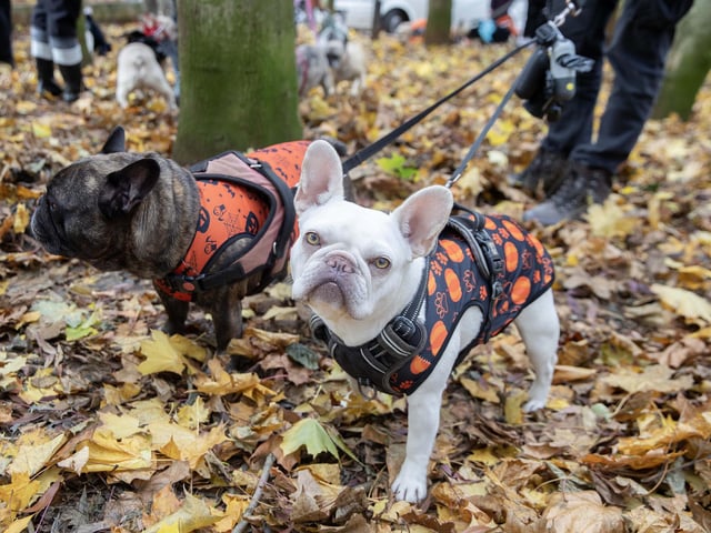 Owners and their pets met for the annual Halloween Walk for the annual event organised by the French Bulldog Meet and Walk Northampton group