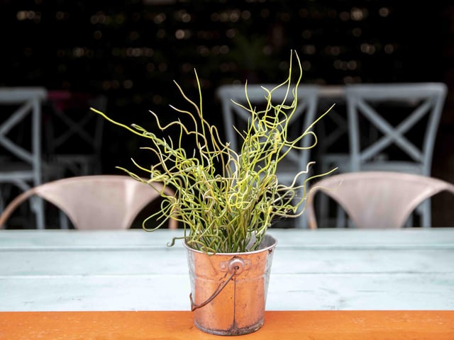 The pub has been transformed into a 'destination' cocktail bar and will reopen on Friday (April 29)