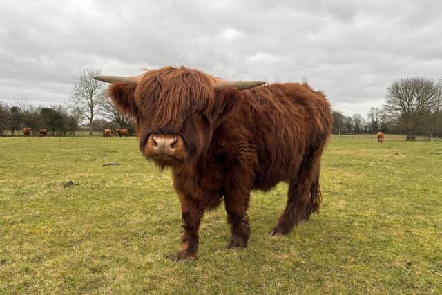 Colready Highlands, in Brackley, has been run by the Dyer family for more than 100 years – and has attracted people from all of the UK since launching their highland cow experience in 2023.