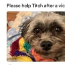 Little Titch was attacked by a roaming Rottweiler on Saturday (February 17)