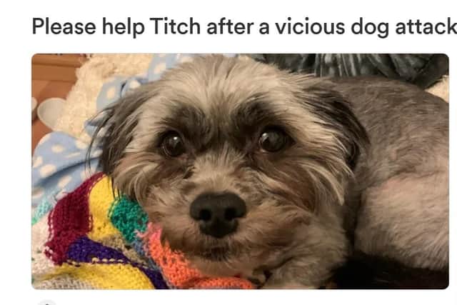 Little Titch was attacked by a roaming Rottweiler on Saturday (February 17)