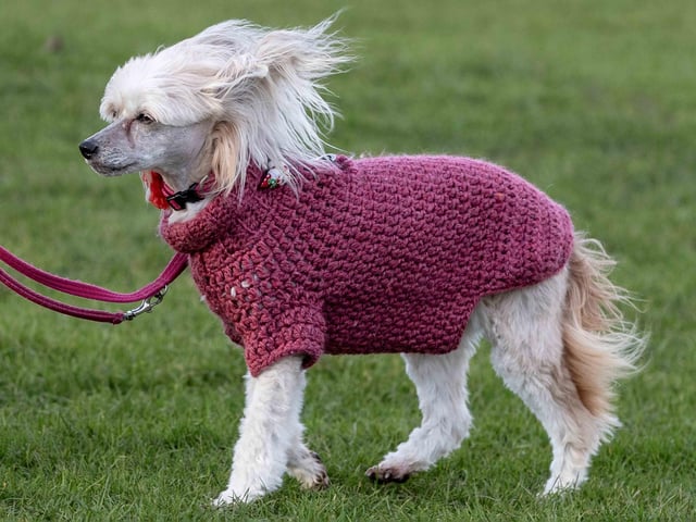 The popular event saw more than 100 dogs walked around Bradlaugh Fields in Northampton on Sunday (December 22).