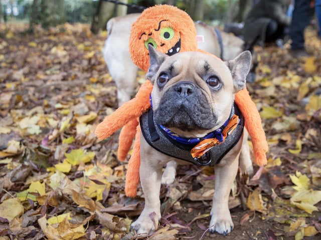 Owners and their pets met for the annual Halloween Walk for the annual event organised by the French Bulldog Meet and Walk Northampton group