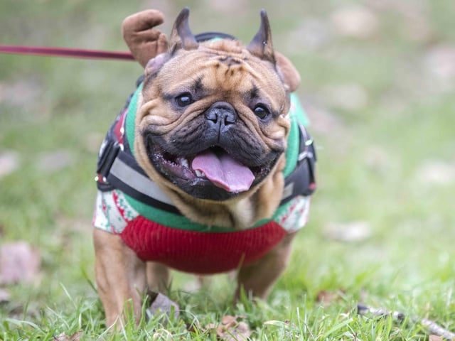 Nearly 100 French Bulldogs wore Christmas outfits for a festive walk at Hunsbury Hill Country Park on Sunday (December 17).