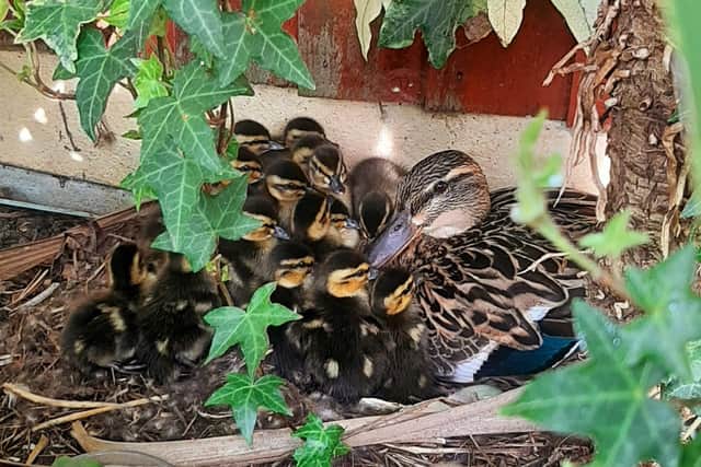 'Daffy' duck mothered 18 ducklings on Easter Sunday 2022.
