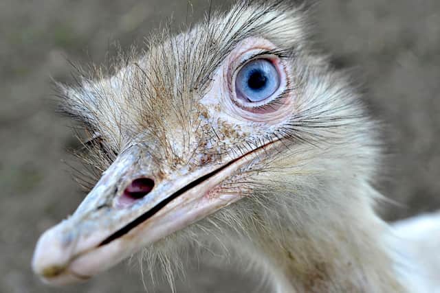 File picture of a rhea - Basil is very 'handsome' according to owner Sophie