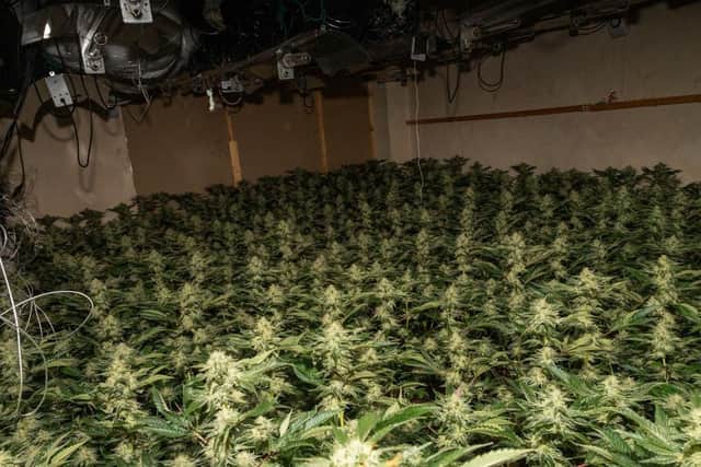 More than 2,000 plants were found at five locations/Northants Police