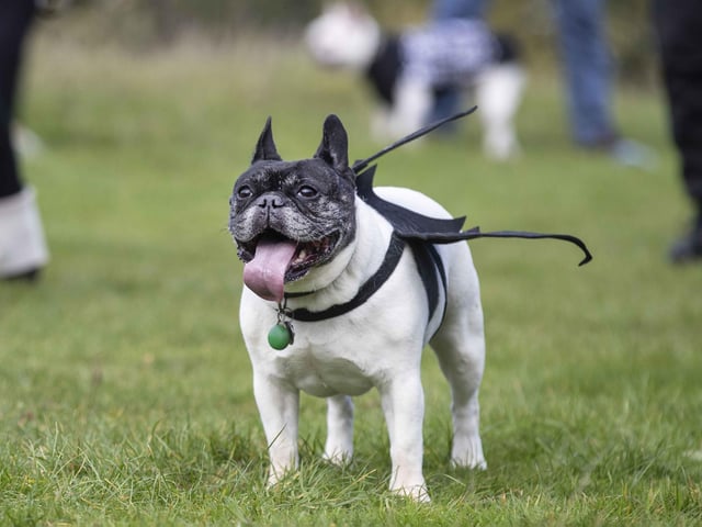 Around 60 French Bulldogs dressed up in spooky costumes for a special walk at Hunsbury Hill Country Park on Sunday (October 29).