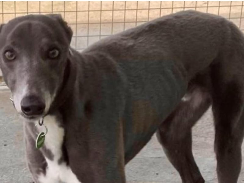 Pharis is a super friendly greyhound, aged three years. He would be fine to live with sensible children and other large dogs but no cats or small furries. A home with a secure garden is essential
