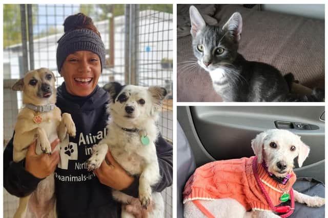 Animals In Need needs your help to re-home the animals in its care