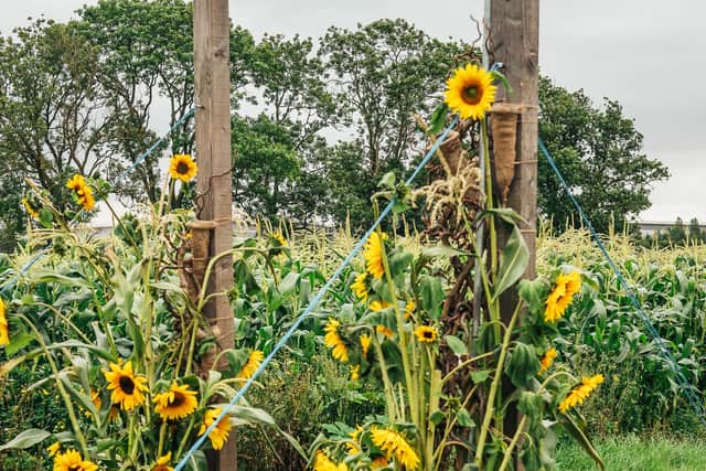 Sunnies & Spooks, located in Bugbrooke Road, is a family-run farm that offers unique days out. Photo: Khandie Photography.