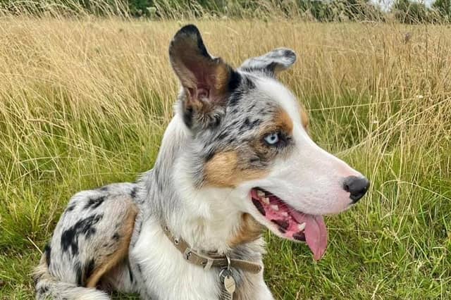 Oakley pictured.