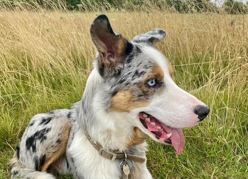 Oakley pictured.