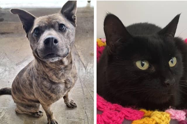 Take a look at 14 abandoned cats and dogs looking for forever homes this week.