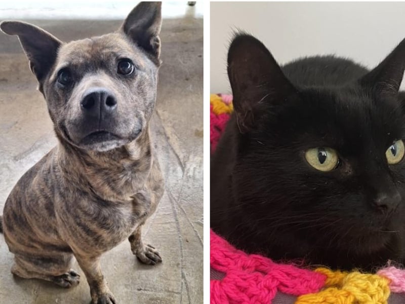 Take a look at 14 abandoned cats and dogs looking for forever homes this week.