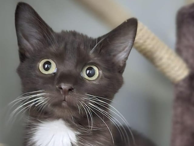Animals In Need is keen to hear from anyone who is looking to rehome a cat or a kitten