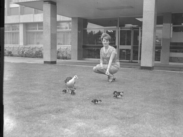 July 31, 1967 - duck and ducklings at Avon, Northampton