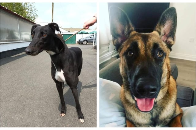 Take a look at six rescue dogs in Northamptonshire looking for their forever home this week.